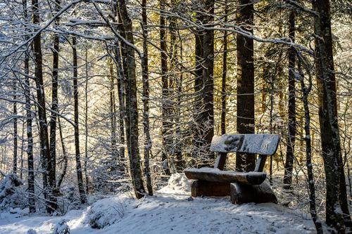 Free A tranquil snow-covered bench in Planica's winter forest. Stock Photo