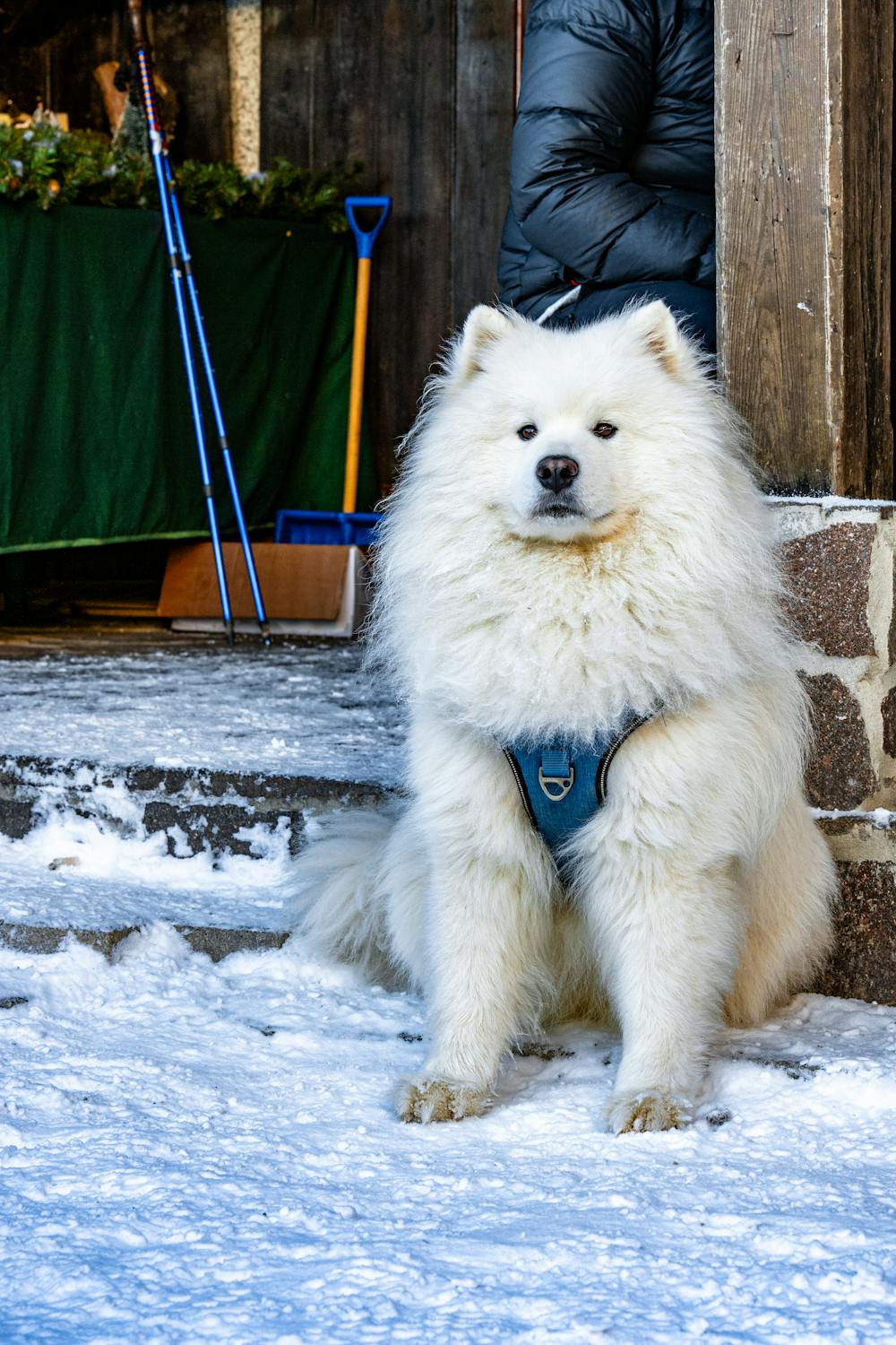 Samoyed