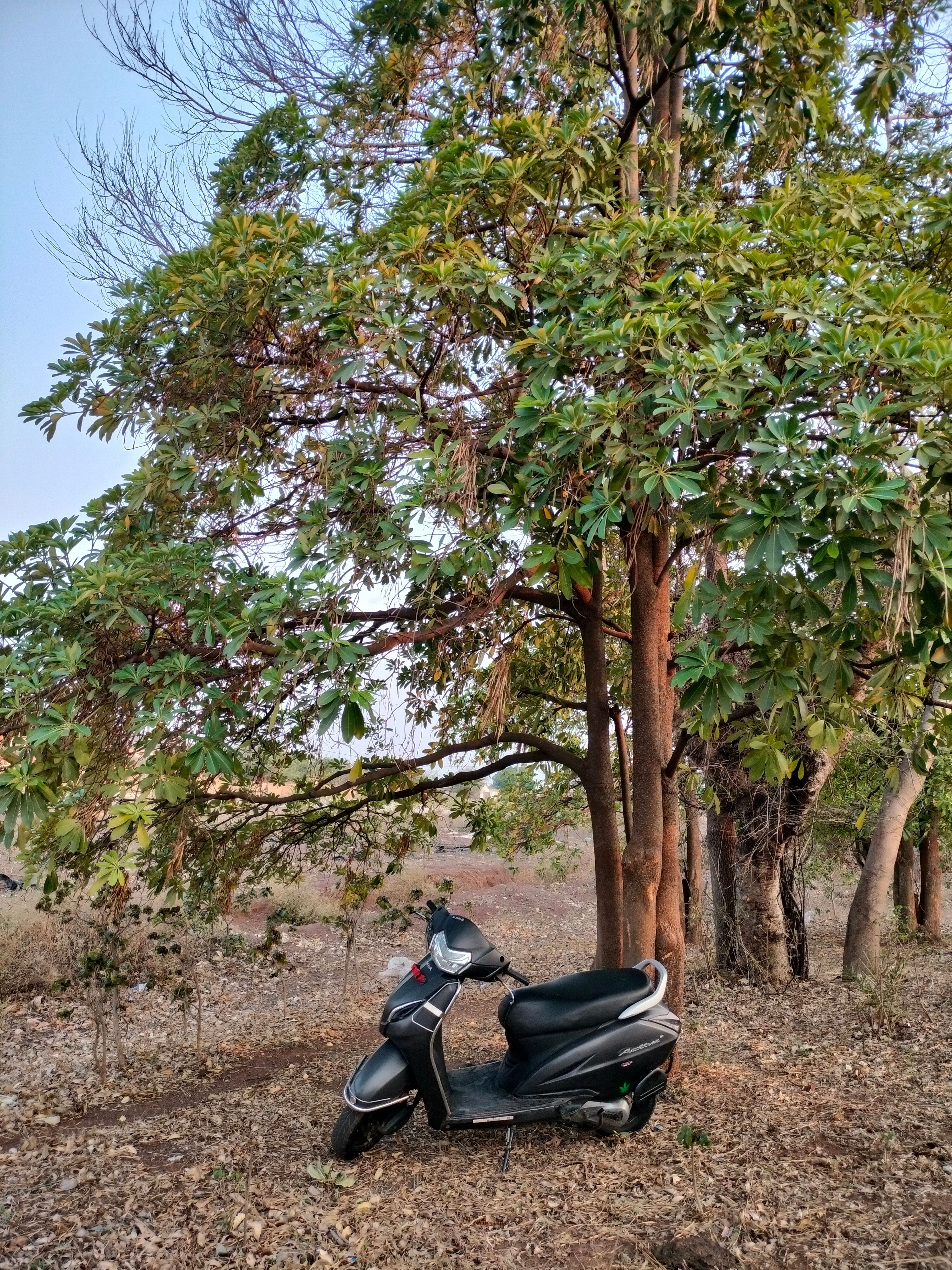 Scooter Parked Under Shade of Large Tree · Free Stock Photo