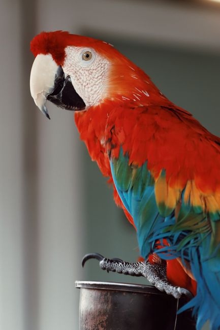 A colorful Scarlet Macaw with vivid feathers perched indoors against a muted background.