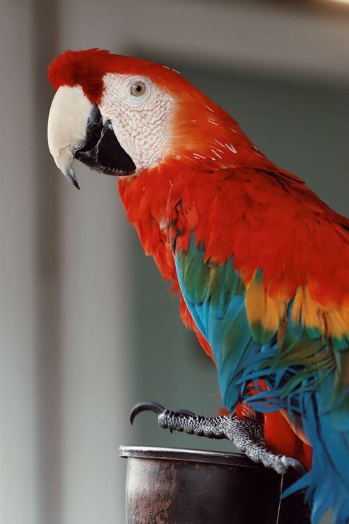 Free A colorful Scarlet Macaw with vivid feathers perched indoors against a muted background. Stock Photo