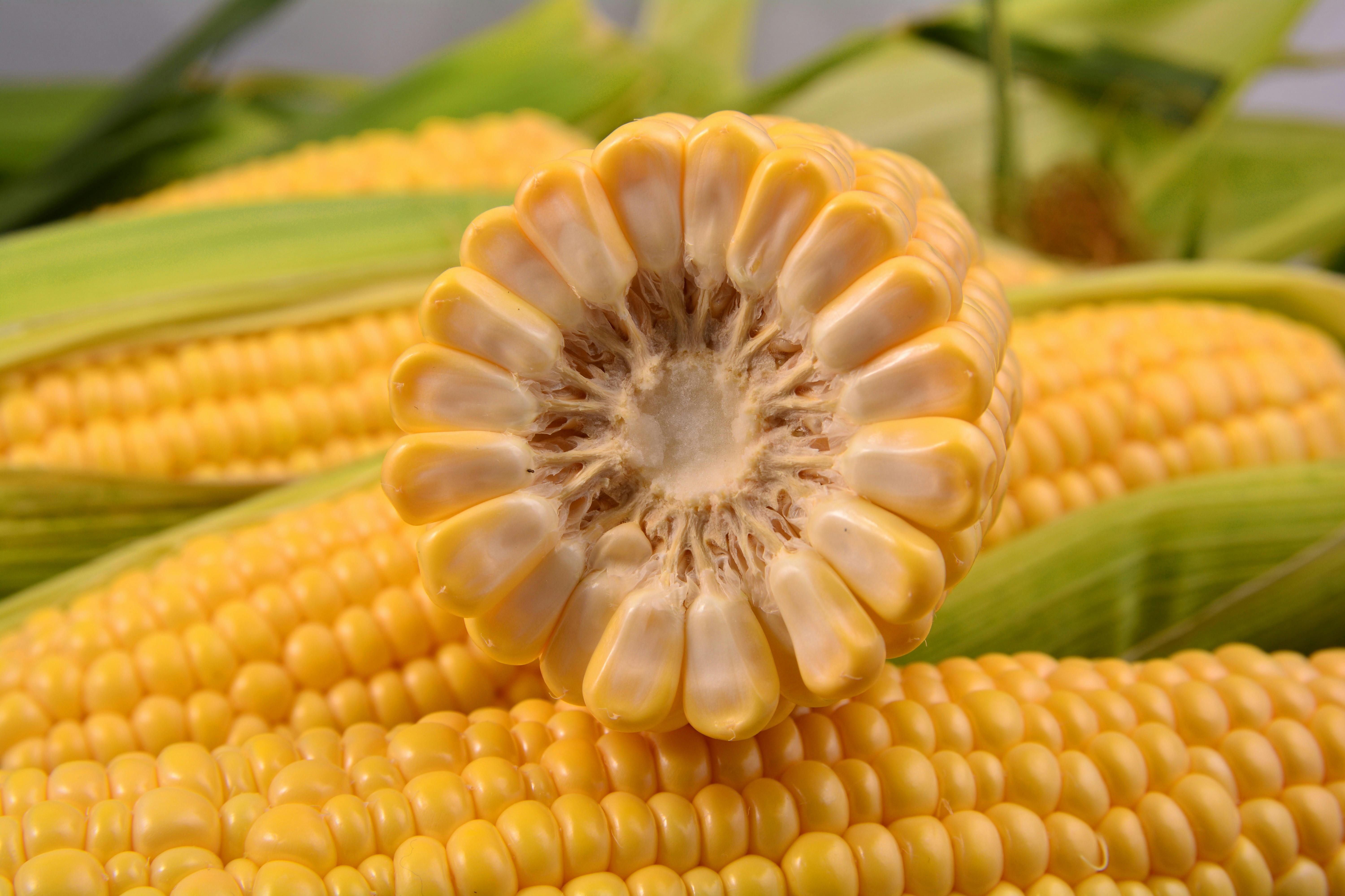 Download Free Stock Photo Of Corn Food Yellows Yellowimages Mockups