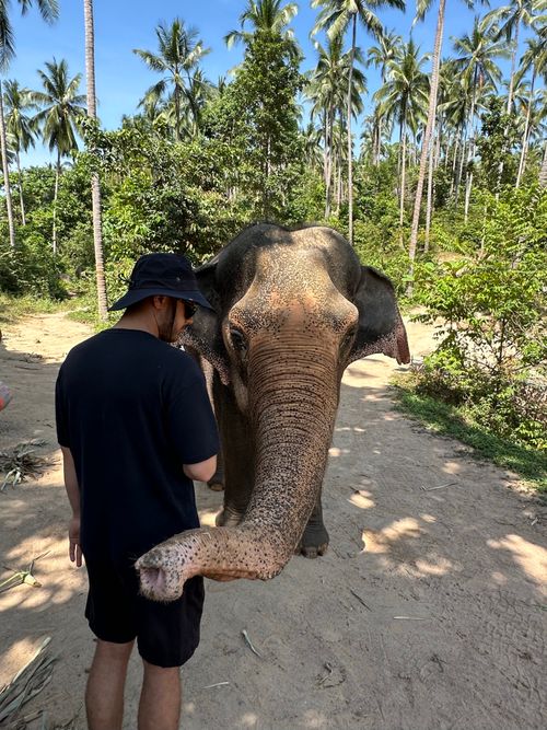 Free Man interacts with Asian elephant amidst tropical forest in Koh Samui, Thailand. Stock Photo