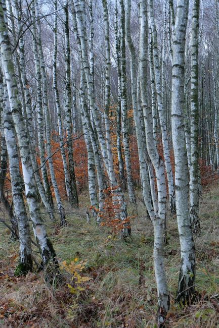 Tranquil birch forest with white trunks and orange leaves in fall.