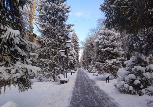 Free A serene snow-covered pathway lined with pine trees in Almaty, Kazakhstan, capturing the essence of winter. Stock Photo