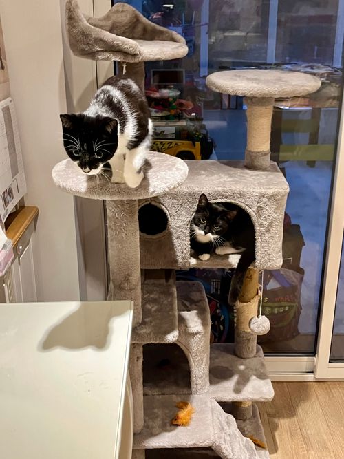 Free Two cats playing on a multi-level cat tree in a cozy indoor setting. Stock Photo