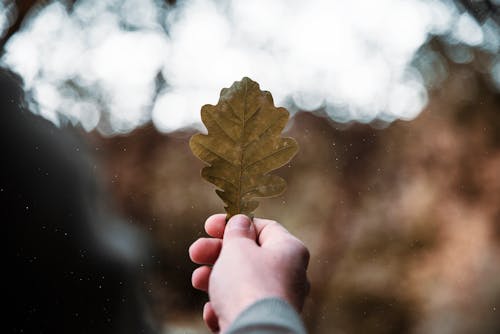 Free Close-Up Photo Of Person Holding Leaf Stock Photo