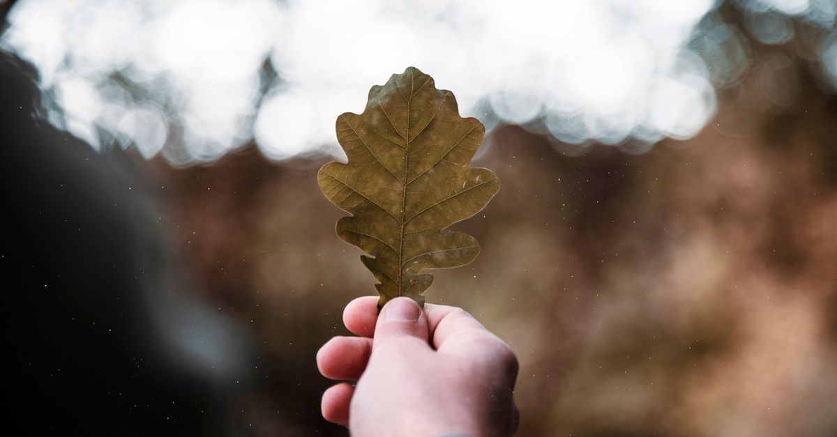 A close-up photo of a hand holding a dry oak leaf outdoors with a blurred background.
