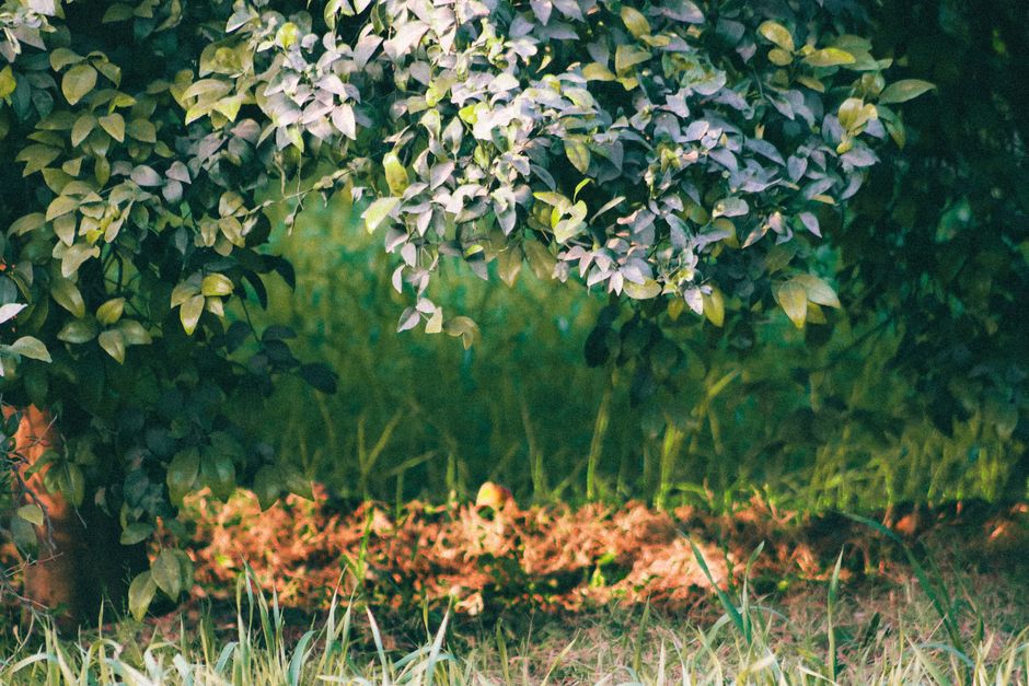A sun-dappled view of lush green foliage with grass beneath.