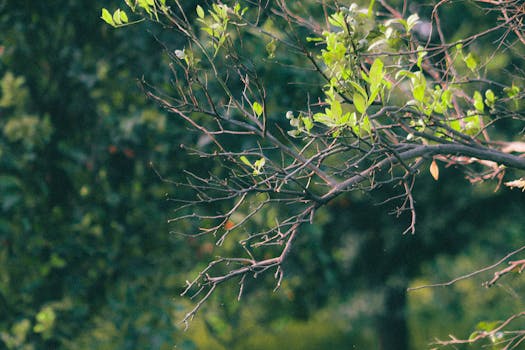 A vibrant close-up of leafy branches against a lush green forest background, capturing nature's tranquility.