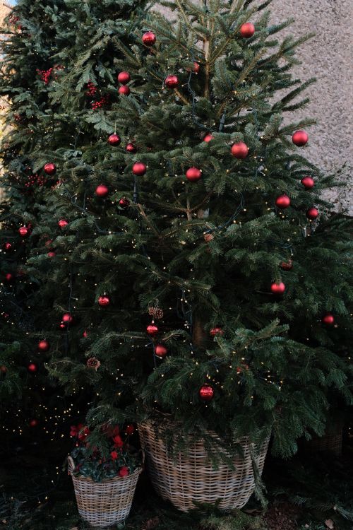 Free Festive Christmas tree adorned with red baubles in outdoor setting. Stock Photo