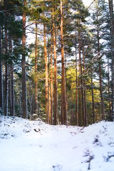 A peaceful snow-covered pine forest with sunlight filtering through, creating a tranquil winter scene.