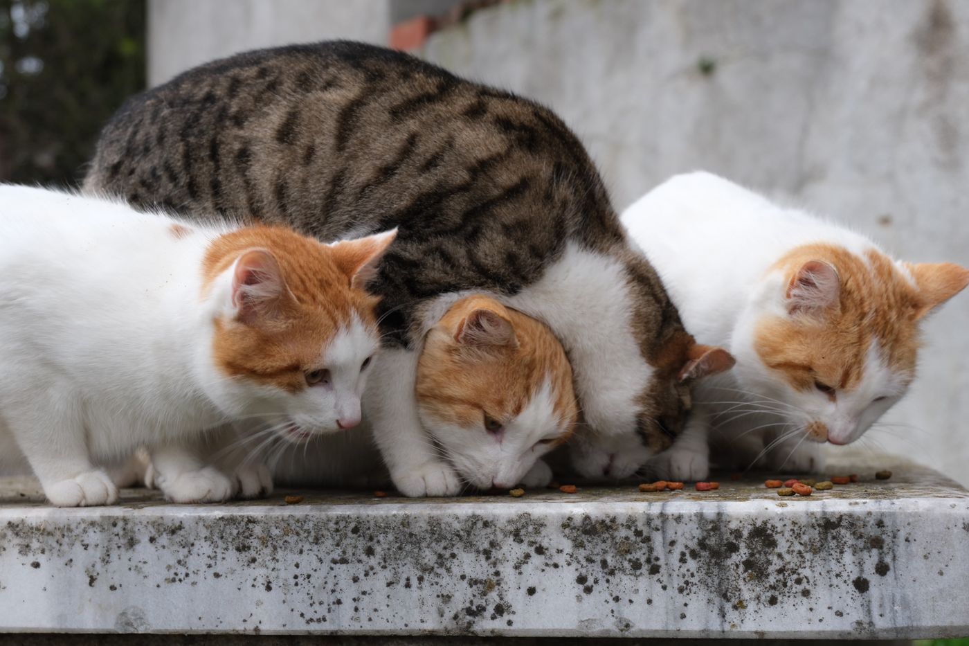 Small cats enjoying their food together