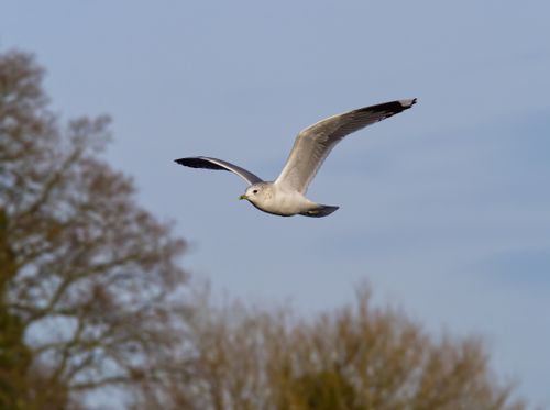 Free A graceful seagull in flight against a blue sky over a forest in Northern Ireland. Stock Photo