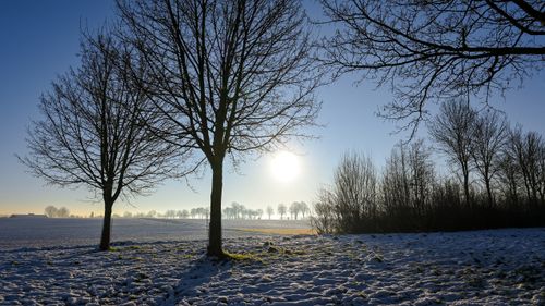 Free A serene winter scene with bare trees and sunlight over snowy fields in Sittard, Limburg. Stock Photo