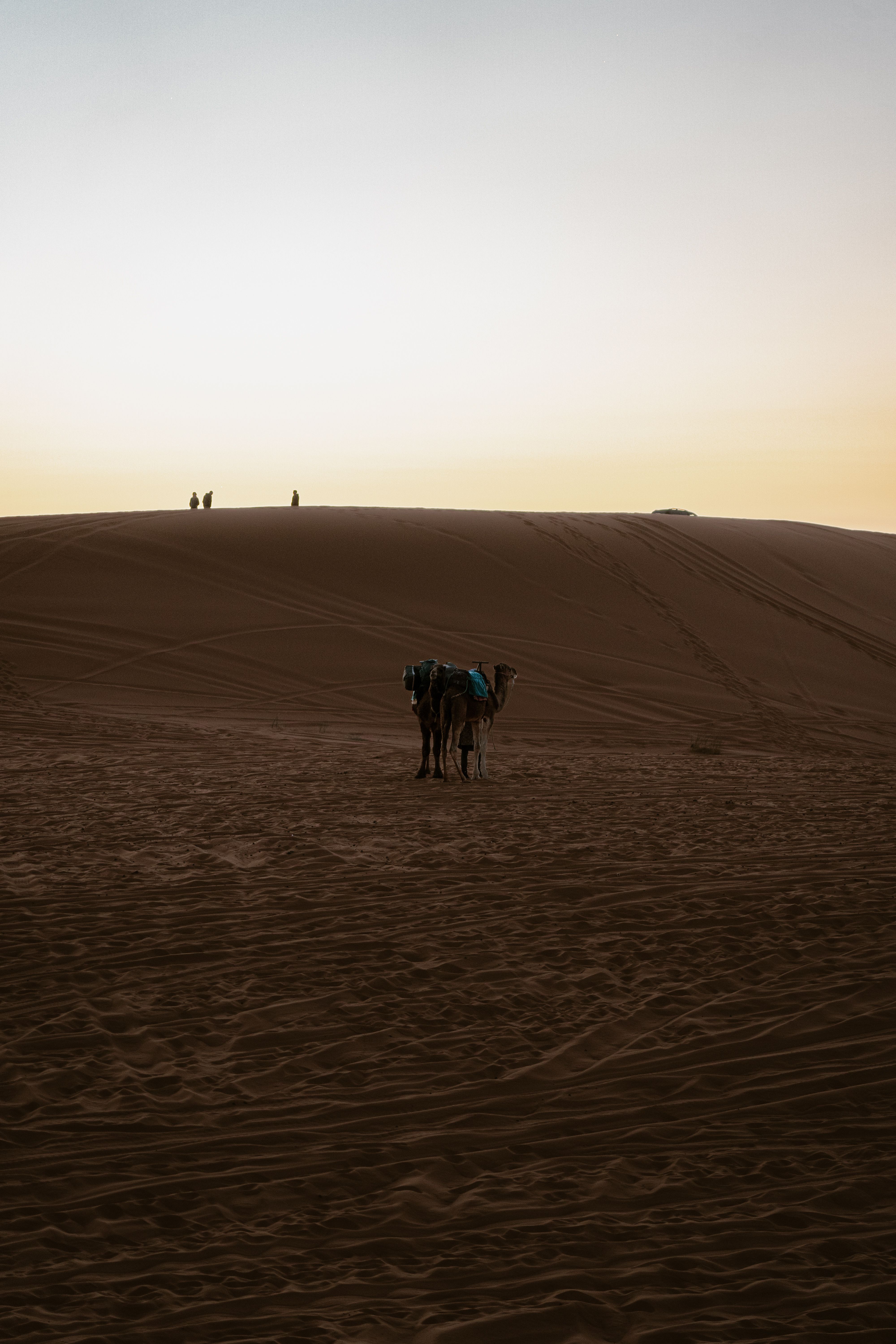 Silhouetted camels stand on sand dunes at sunset with gentle twilight sky.