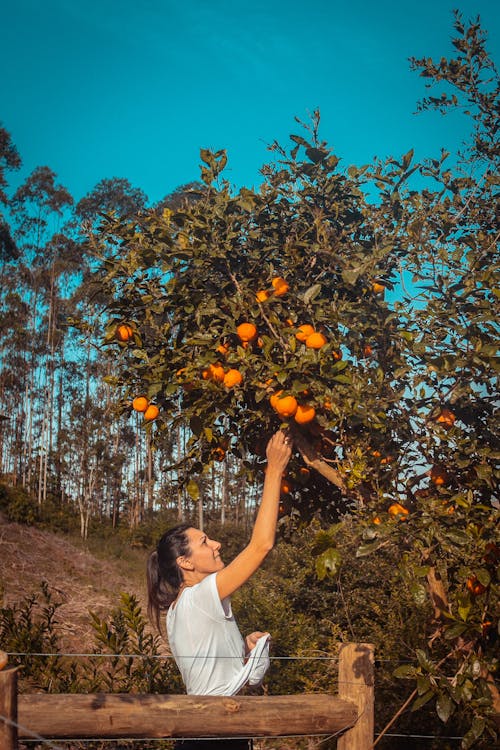 Foto Di Donna Che Ottiene Arancio Dall'albero