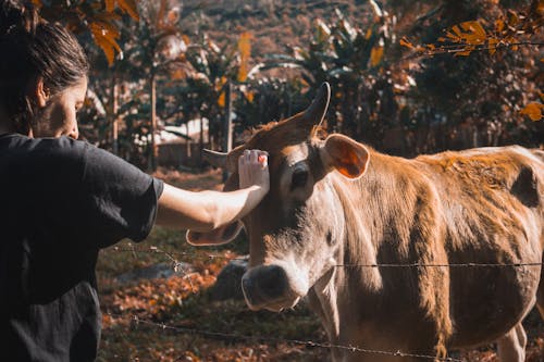 牛をかわいがる女性の写真