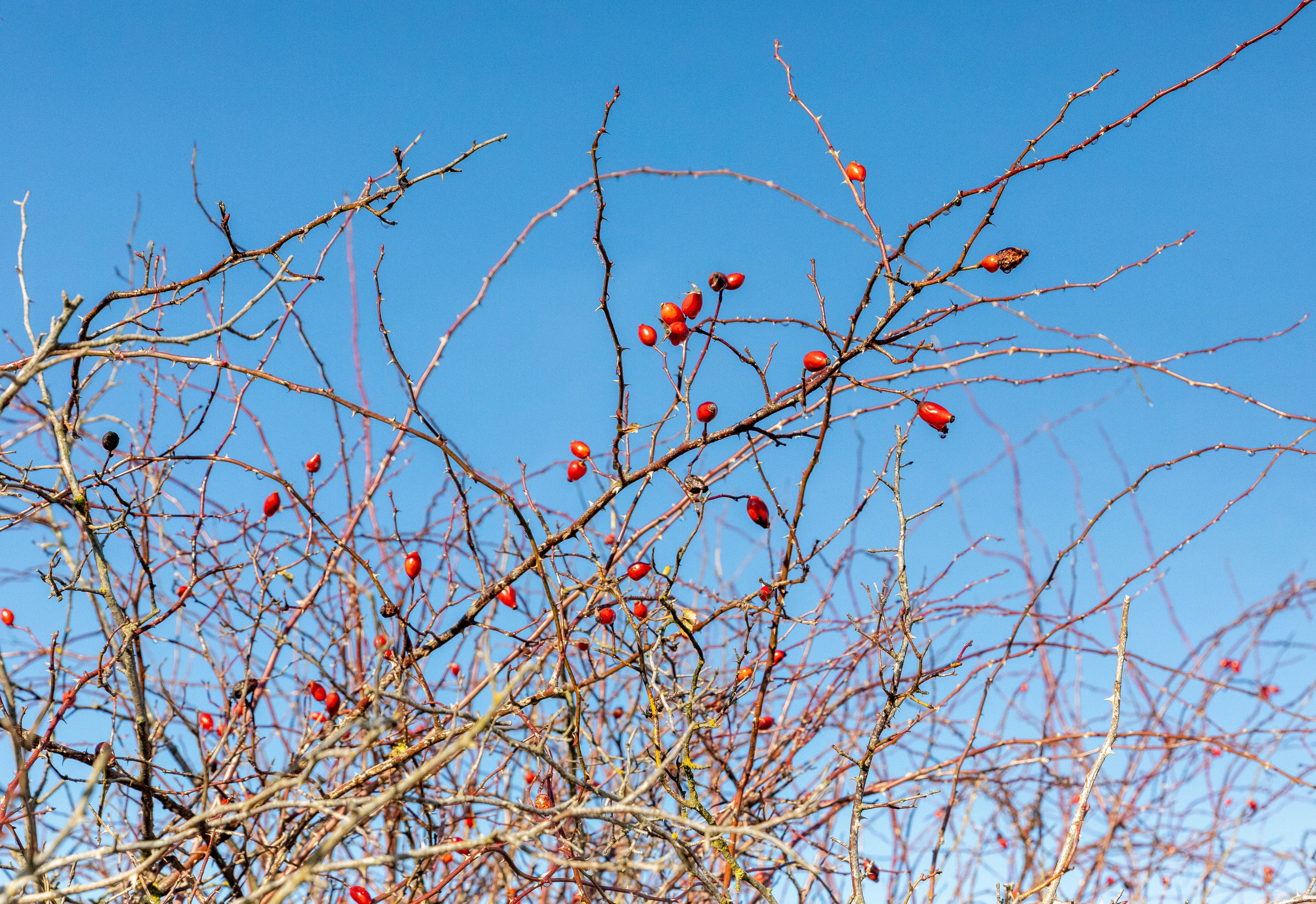 Barren Winter Branches with Red Berries · Free Stock Photo