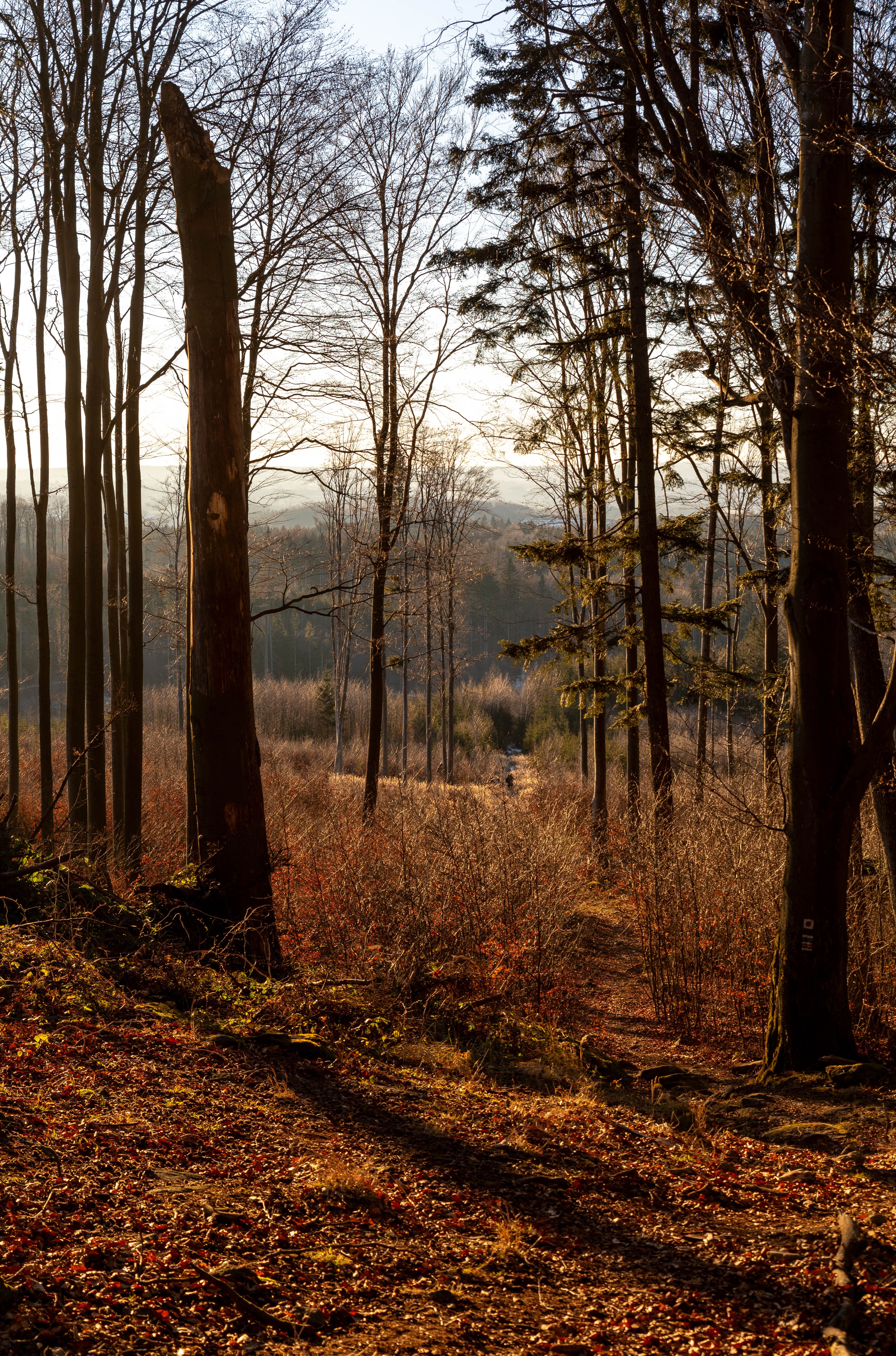 Serene Sunlit Forest Pathway in Autumn · Free Stock Photo