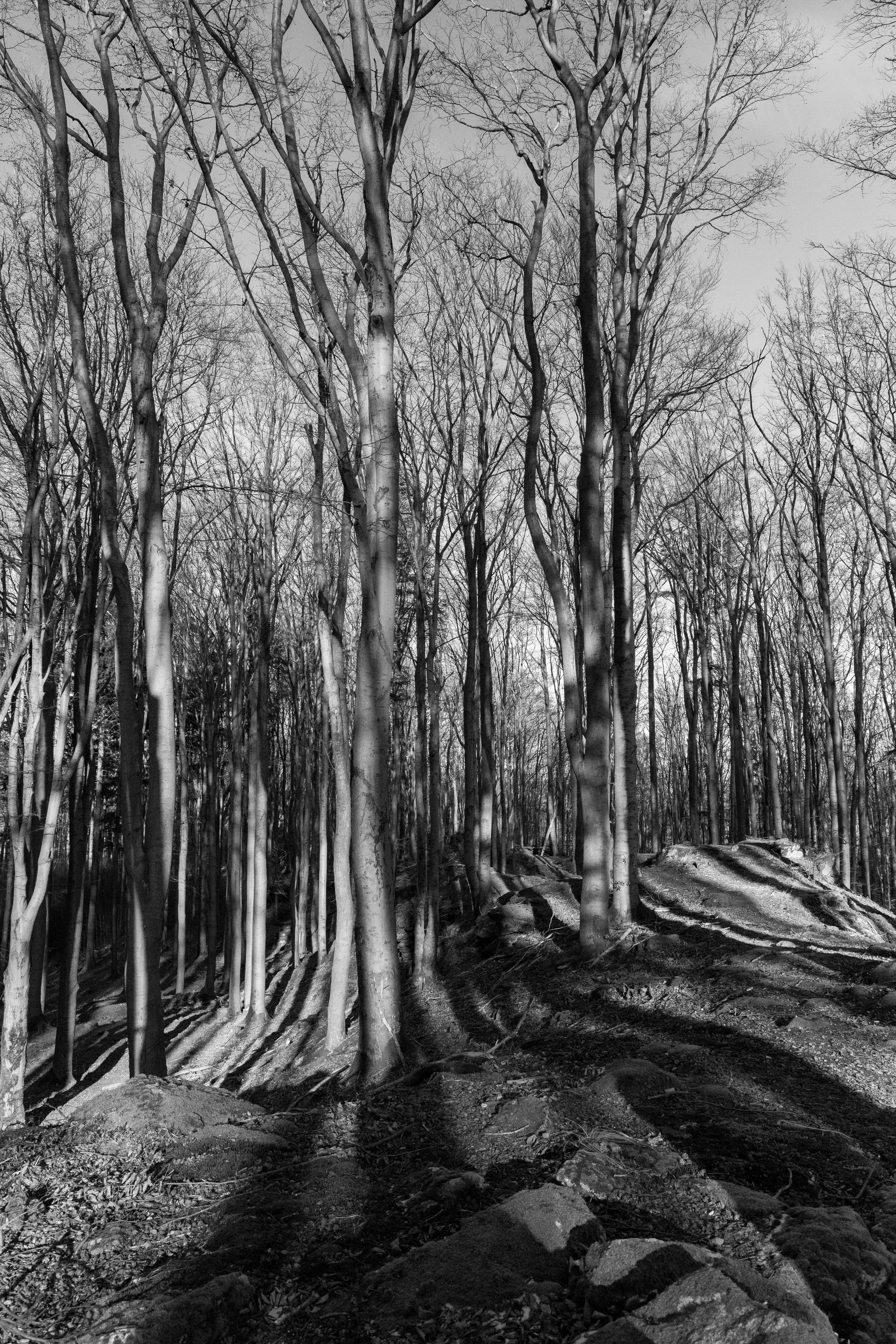 Black and White Forest Landscape Scene · Free Stock Photo