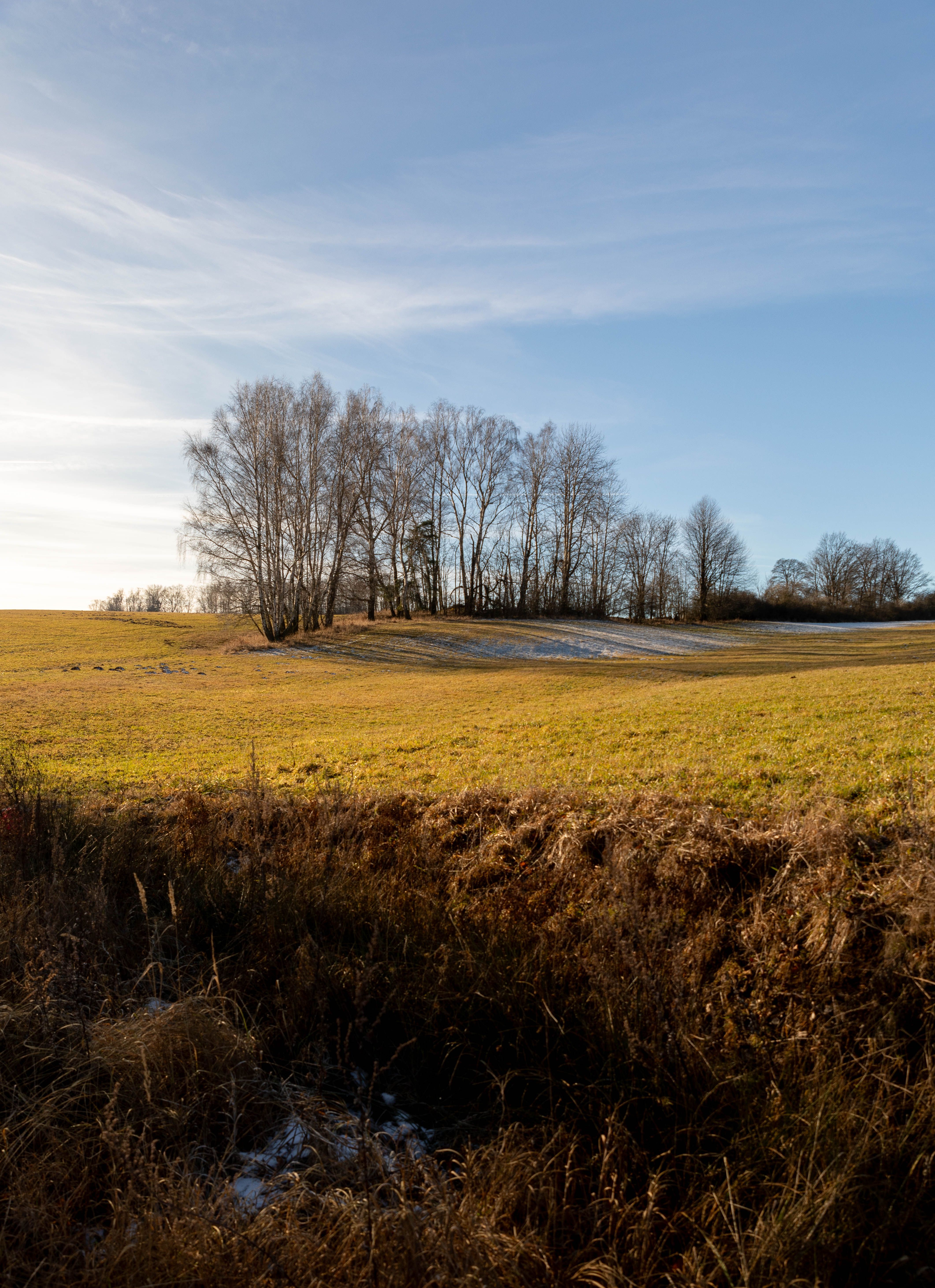 Serene Winter Landscape with Bare Trees · Free Stock Photo