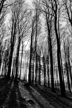 Tall trees casting dramatic shadows in a black and white forest scene.
