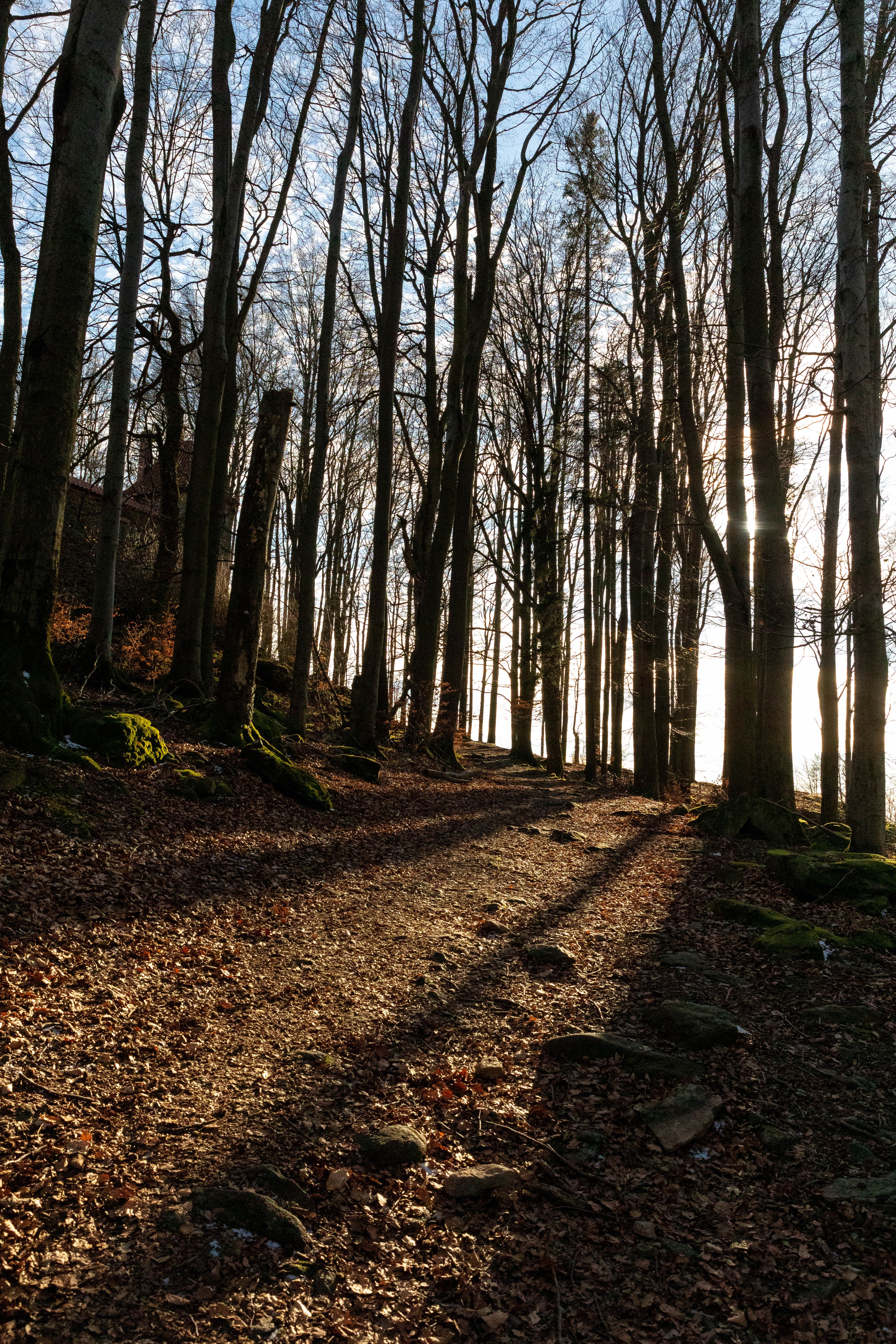 Sunlit Forest Path Captures Tranquil Beauty · Free Stock Photo