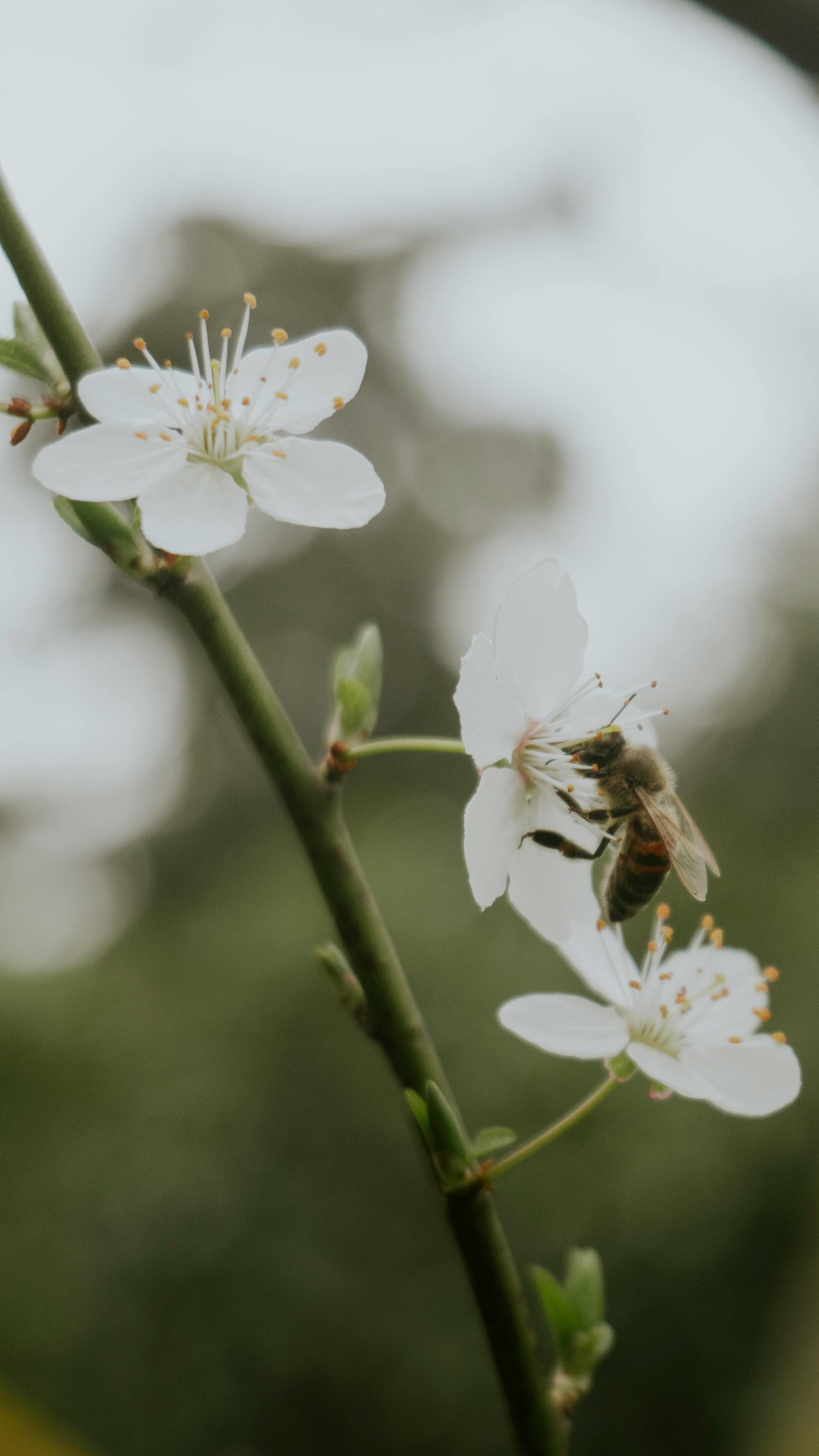 Close-up of a bee pollinating white blossoms outdoors, capturing the beauty of nature in spring.