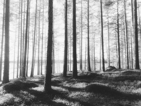 Peaceful black and white image of a pine forest with soft light filtering through the trees.