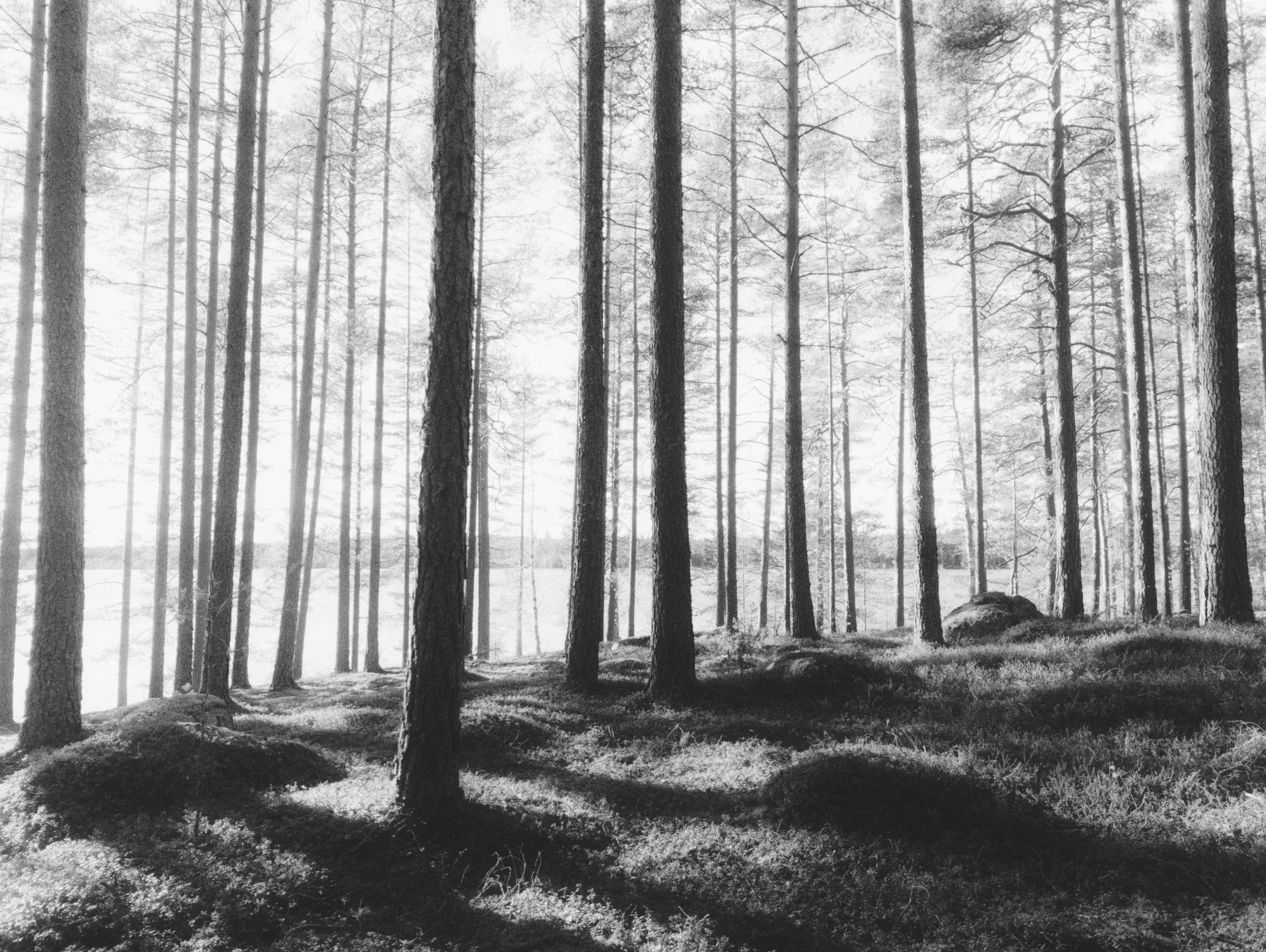 Pemandangan Hutan Pinus Hitam Putih Yang Damai · Foto Stok Gratis
