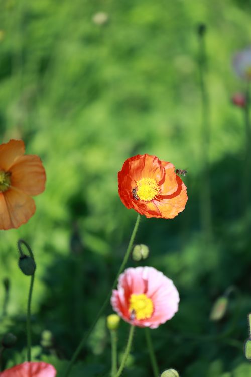 Free Colorful poppies bloom in a lush, sunlit garden, attracting a small bee. Stock Photo