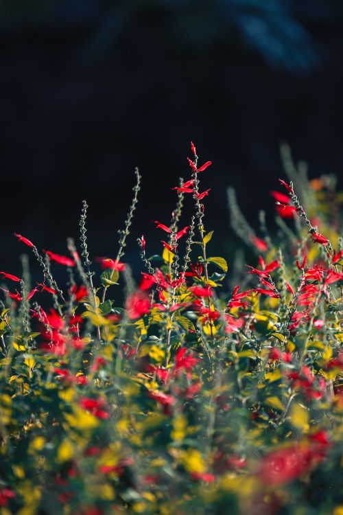 Free Close-up of vibrant red flowers in sunlight against a dark background. Stock Photo