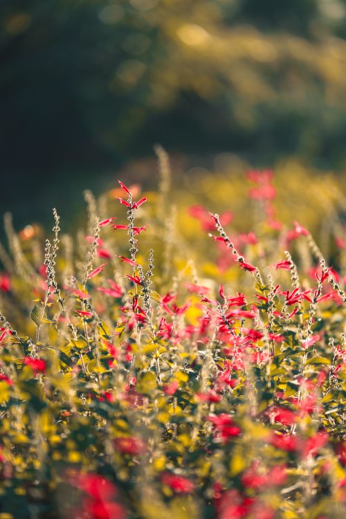 Free Bright red flowers basking in sunlight, creating a serene and vibrant natural scene. Stock Photo