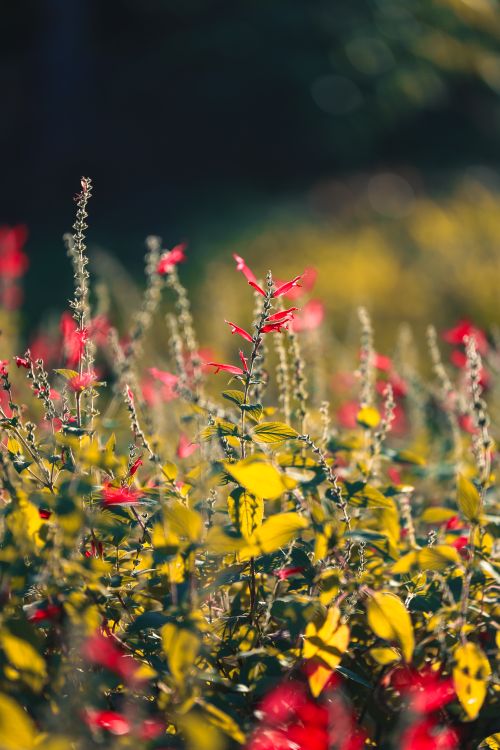Free A colorful garden scene featuring vibrant red flowers in natural sunlight. Stock Photo