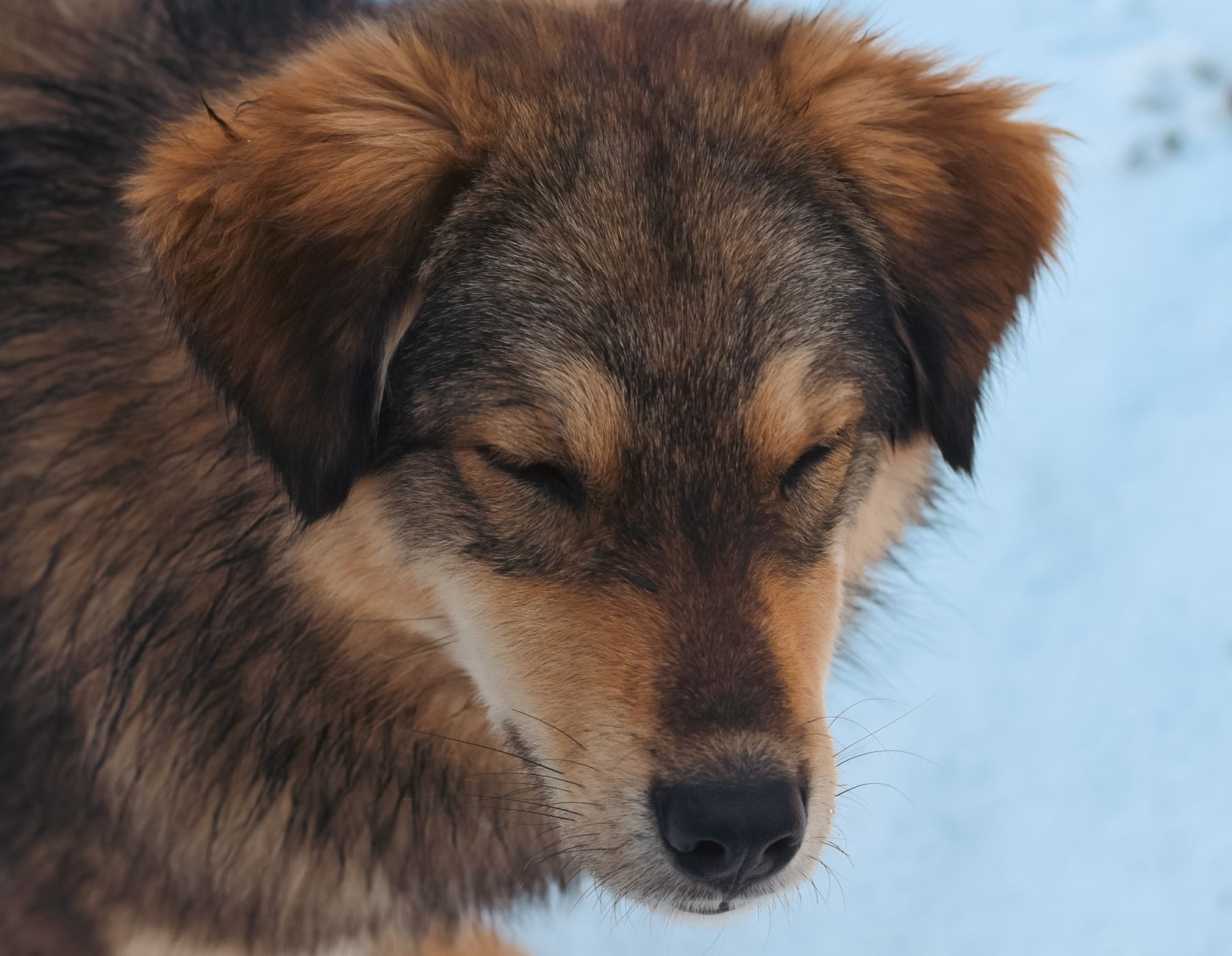 What Causes A Dog To Reverse Sneeze?