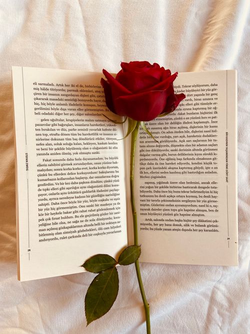 Free A single red rose lies on an open book, creating a warm and romantic atmosphere. Stock Photo