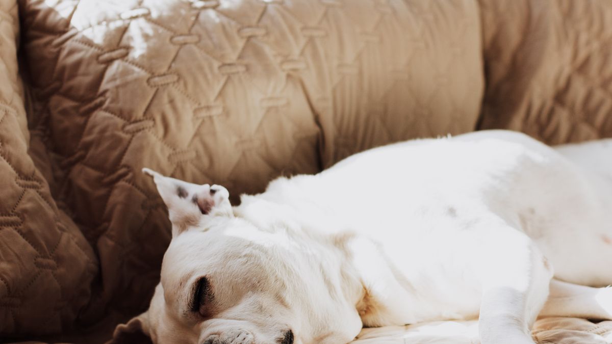 A white dog asleep on a soft beige sofa in a sunlit room