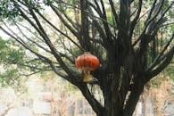 Red Lantern Hanging from Tree for Asian Festival