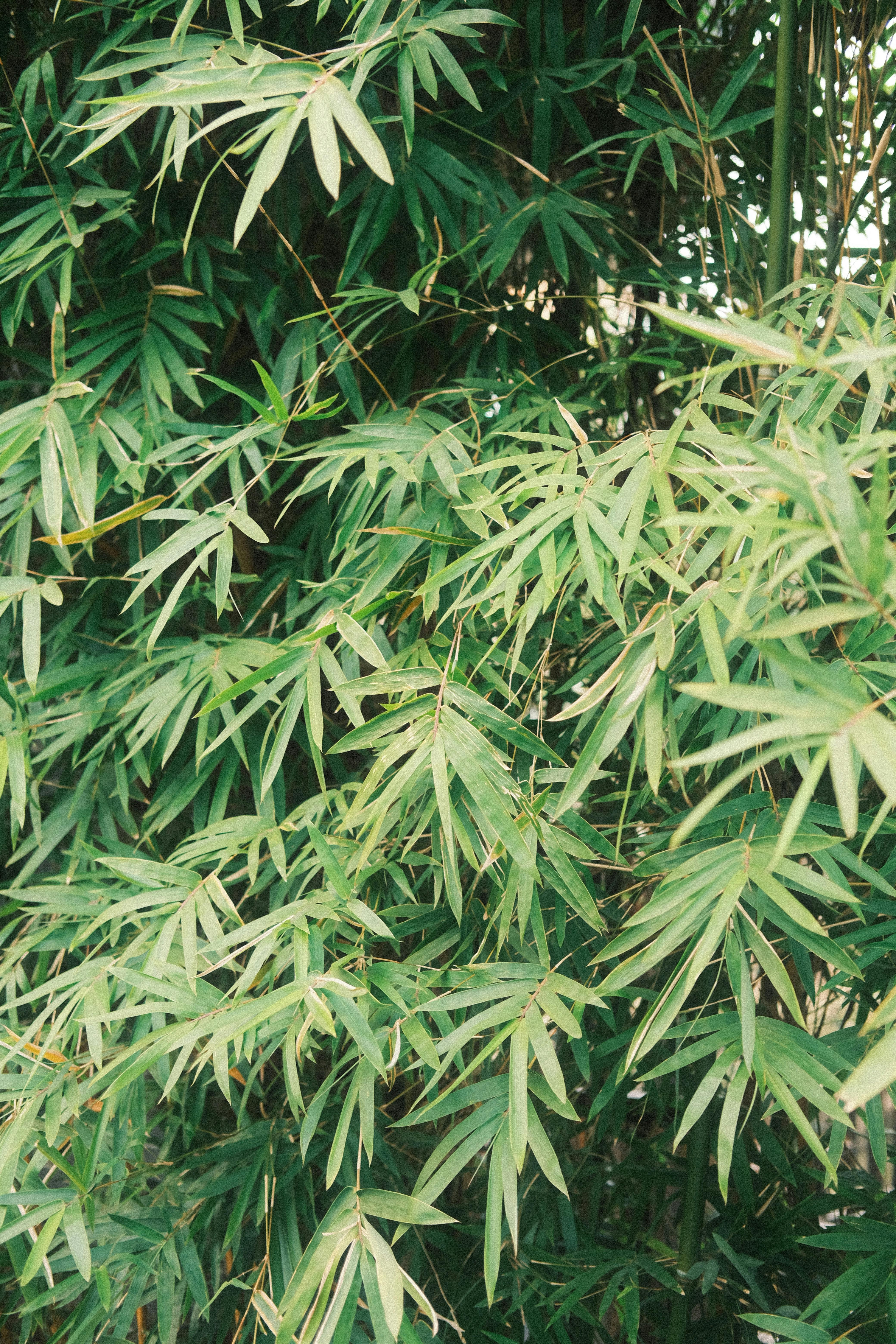 A dense cluster of vibrant green bamboo leaves captured outdoors in natural lighting.