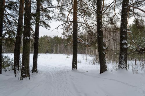 Free A serene winter scene with snow-covered trees and a peaceful pathway. Stock Photo