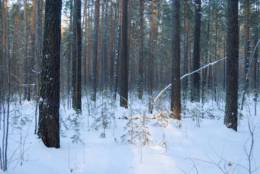 Serene winter forest with snow-covered pine trees provides a peaceful natural landscape.