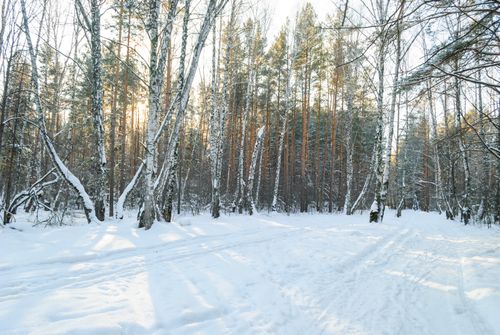 Free A peaceful snowy forest with sunlight filtering through trees, capturing winter's beauty. Stock Photo