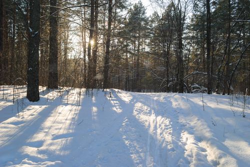 Free Sunlit snowy forest path creates a peaceful winter landscape scene. Stock Photo