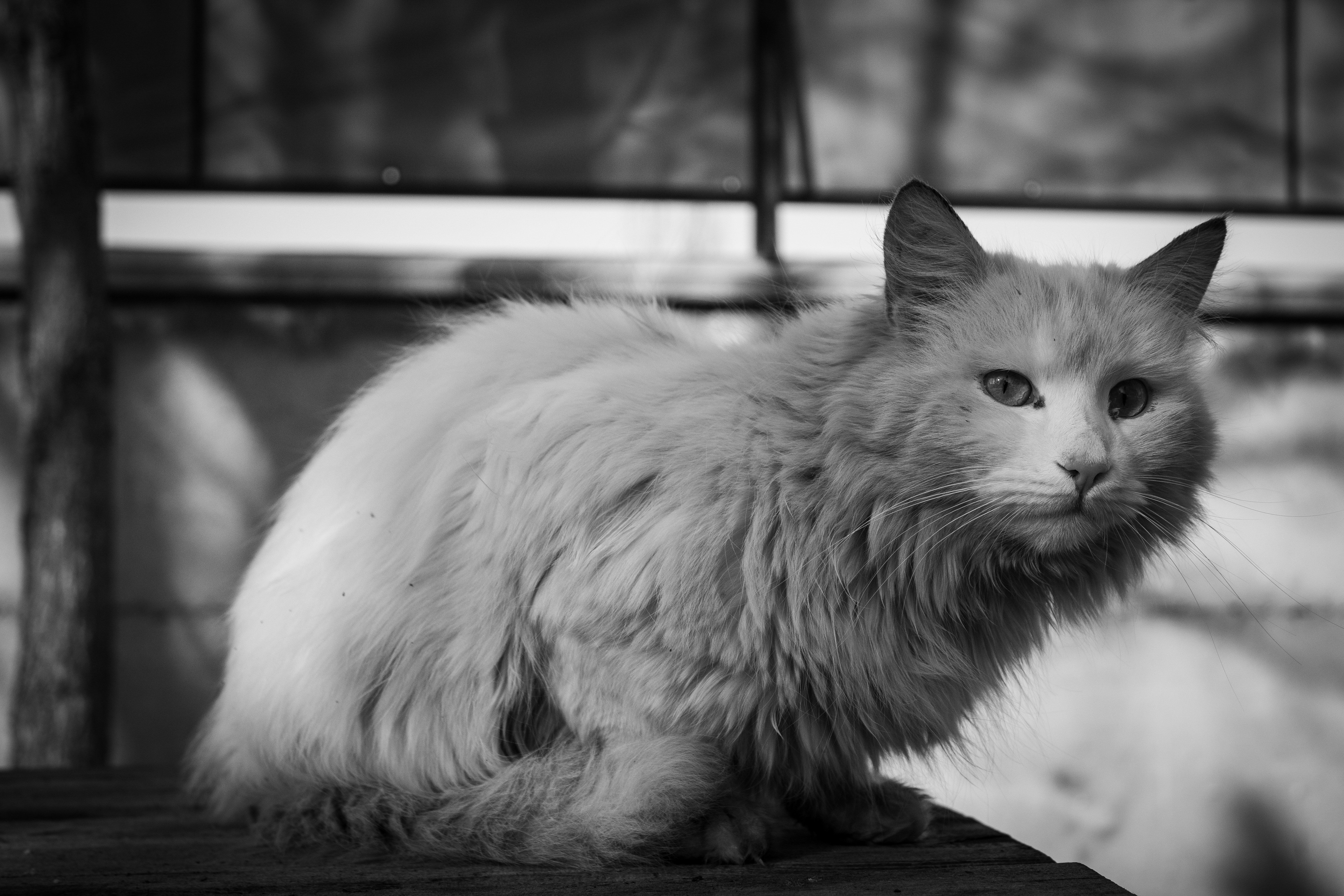Black and White Portrait of a Fluffy Cat Outdoors · Free Stock Photo