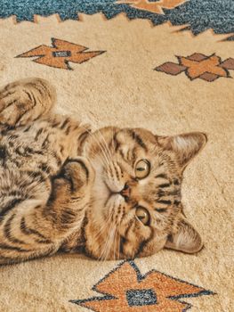 Adorable tabby cat lying on a traditional patterned rug, offering a cozy and cute scene.