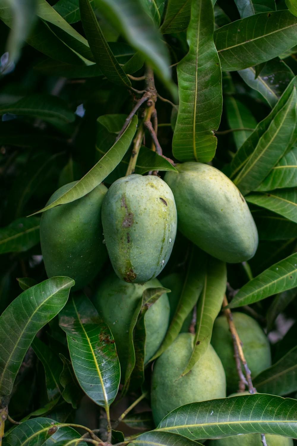 Sweet Mango Chutney