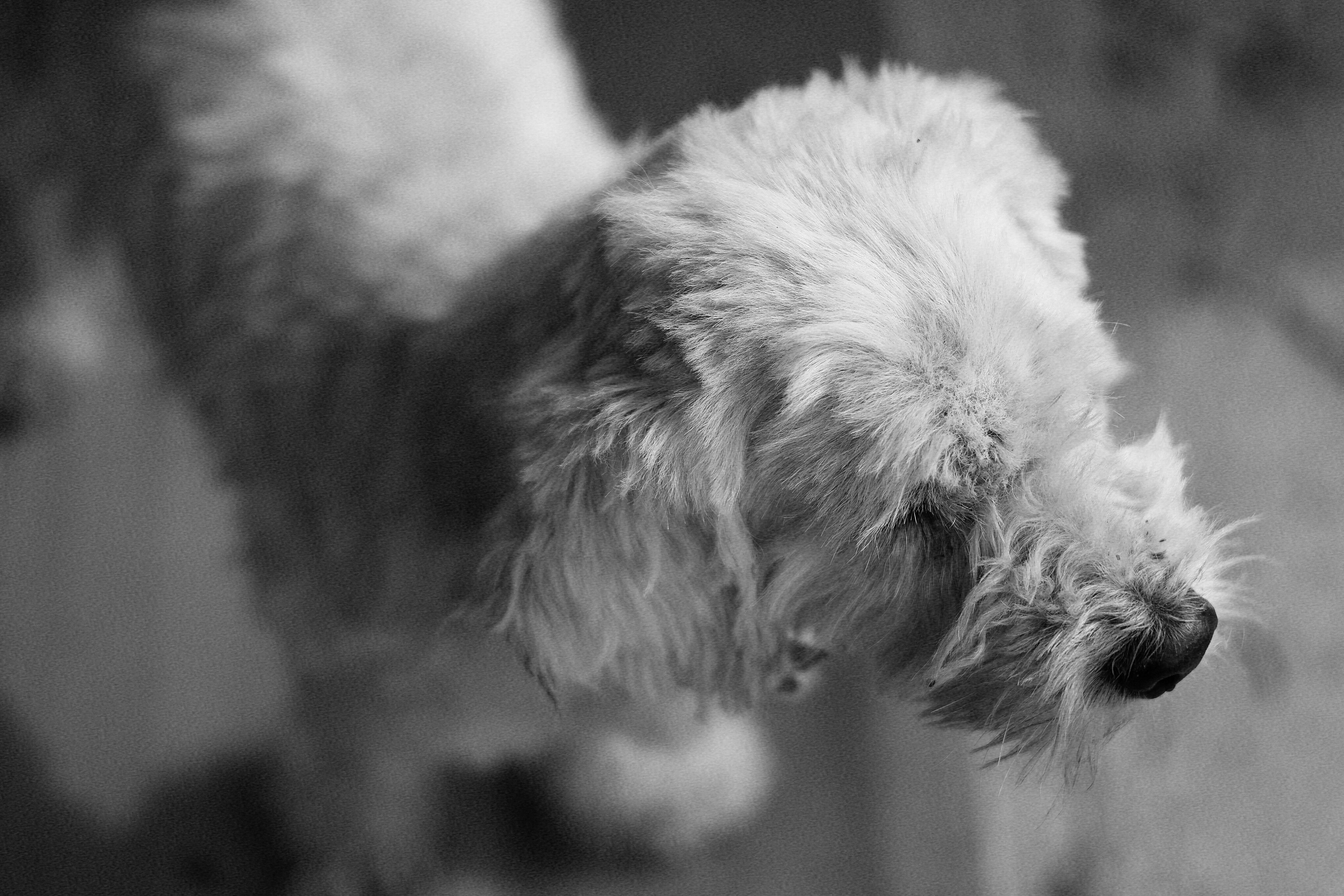 Artistic black and white photo capturing a fluffy dog's charming profile.