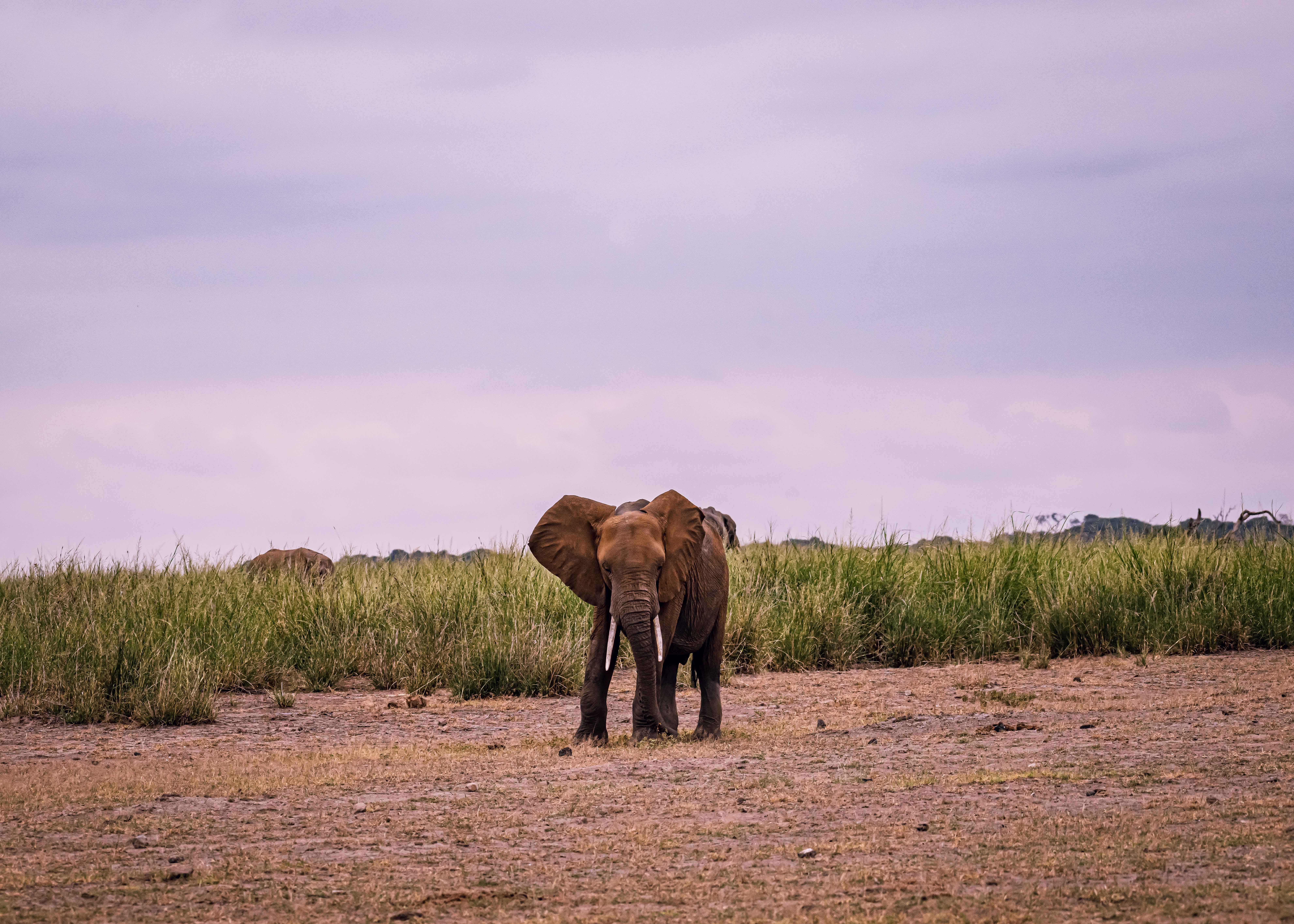Lone African elephant in savannah grasslands at dusk, portraying natural wildlife and serenity.