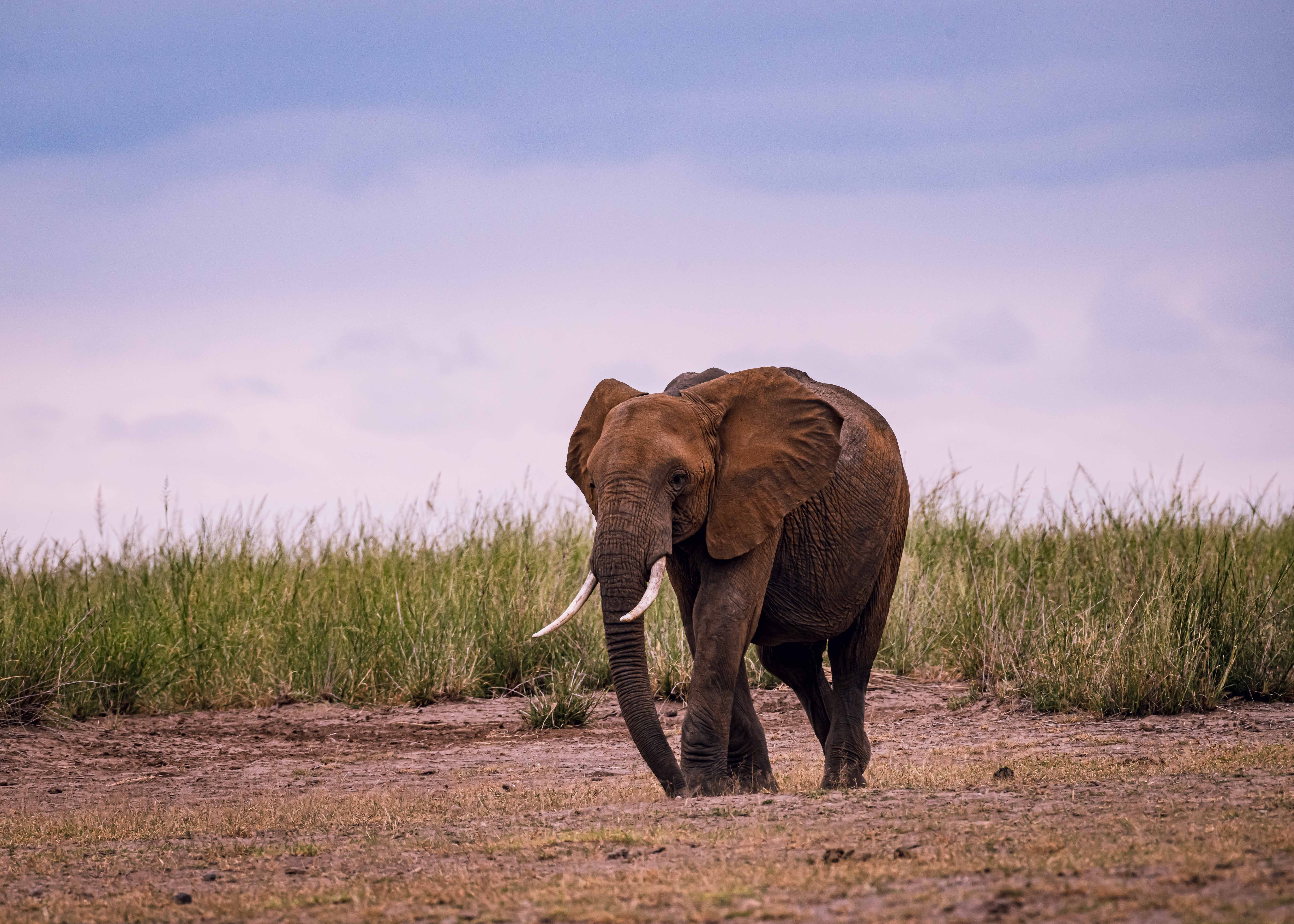 A graceful African elephant roaming in the grassy savanna under a pastel sky.